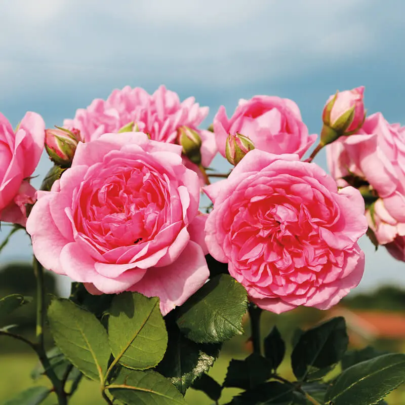 Kordes Rosen - W. Kordes' Söhne ist einer der weltweit bedeutendsten Rosenzüchter für Garten-, Schnitt- und Topf-Rosen
